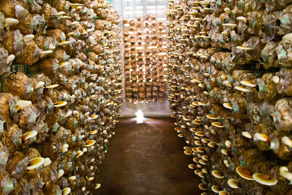 How to Build a Mushroom Fruiting Chamber