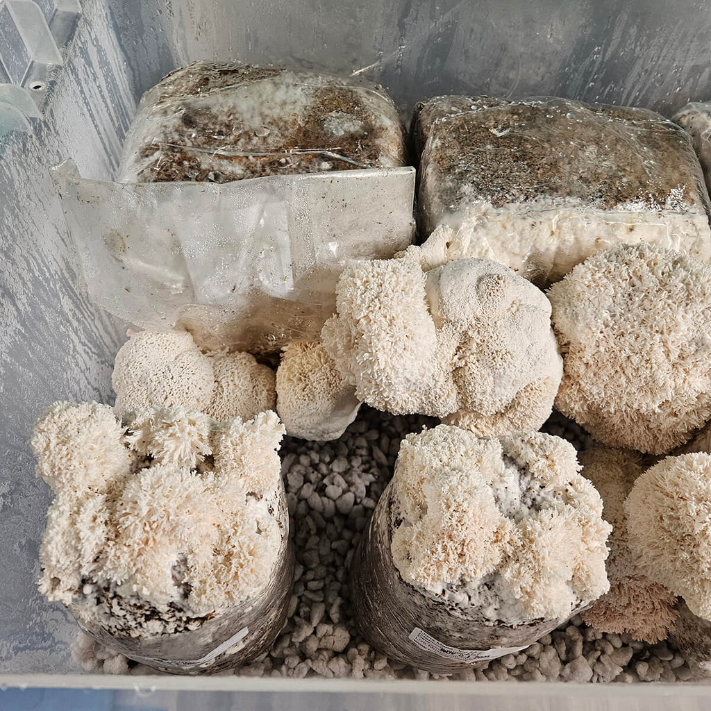 How to Grow Lion'S Mane Mushrooms on Supplemented Sawdust Blocks
