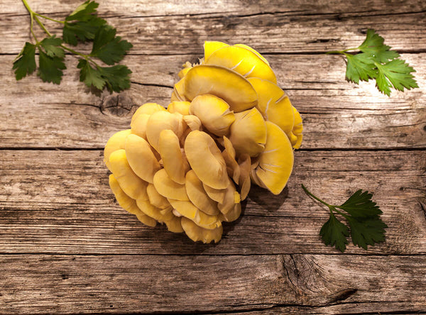 How to Grow Golden Oyster Mushrooms