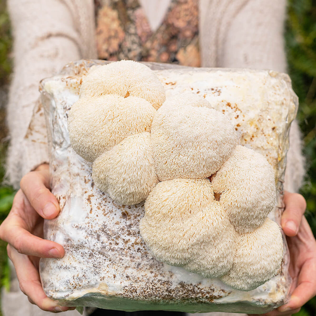 How To Grow Lions Mane Mushrooms