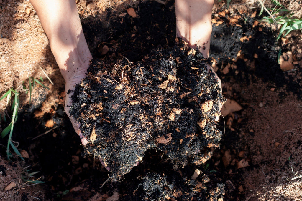 two hands holding spent mushroom substrate