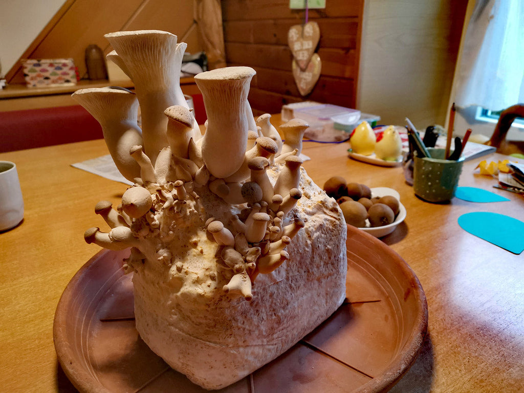 King oyster mushrooms fruiting from a block of mushroom substrate