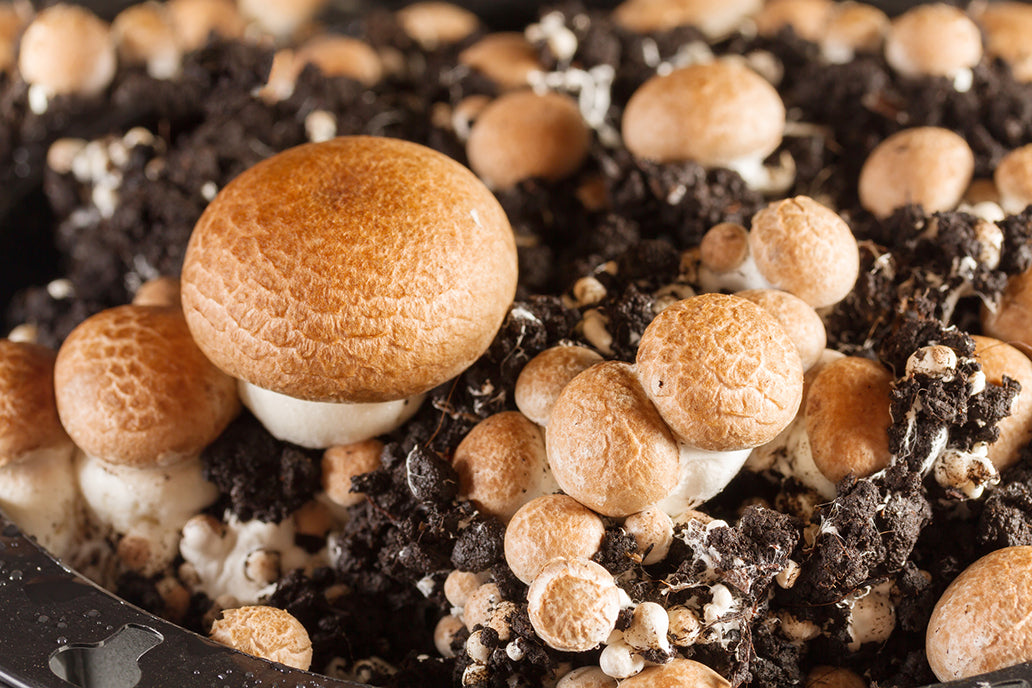 Mushroom Substrate Nutrients – Out Grow