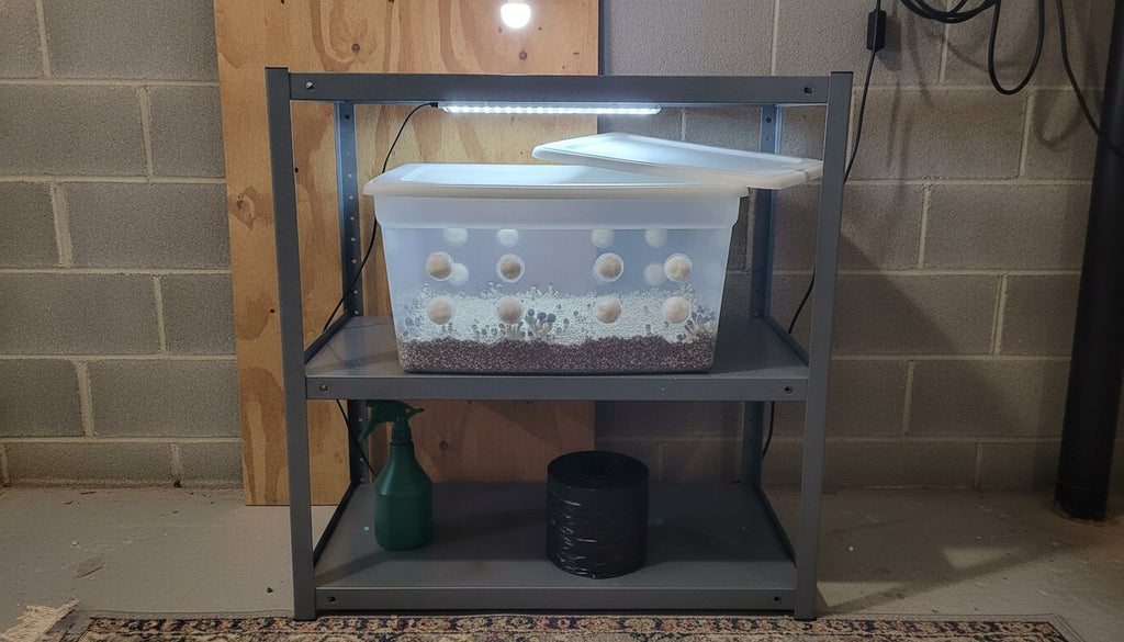 Monotub Mushroom Cultivation: Is Fresh Air Exchange Key?