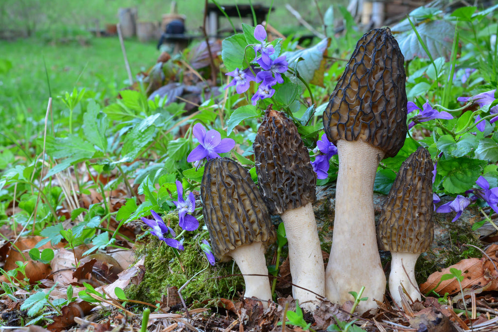 How to Grow Morel Mushrooms in Outdoor Grow Beds