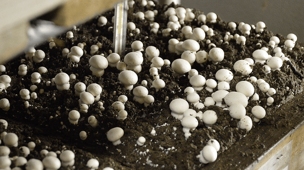 What Does It Cost to Start a Mushroom Farm?