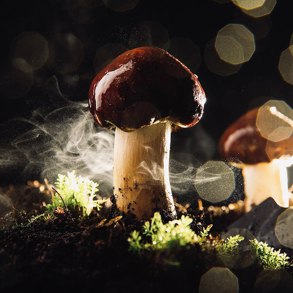 What Are Mushroom Seeds?