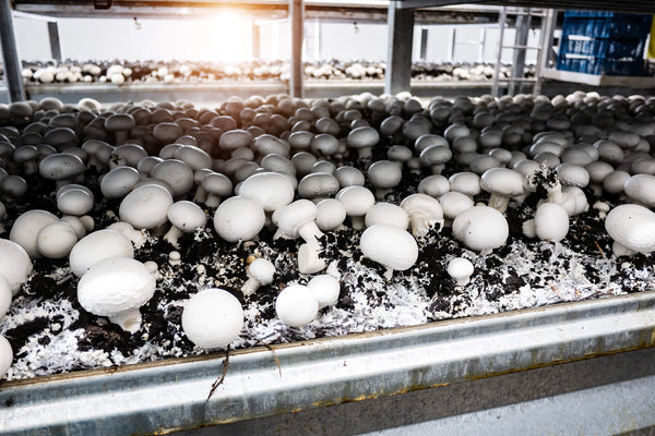 commercial white button mushrooms growing on composted mushroom substrate