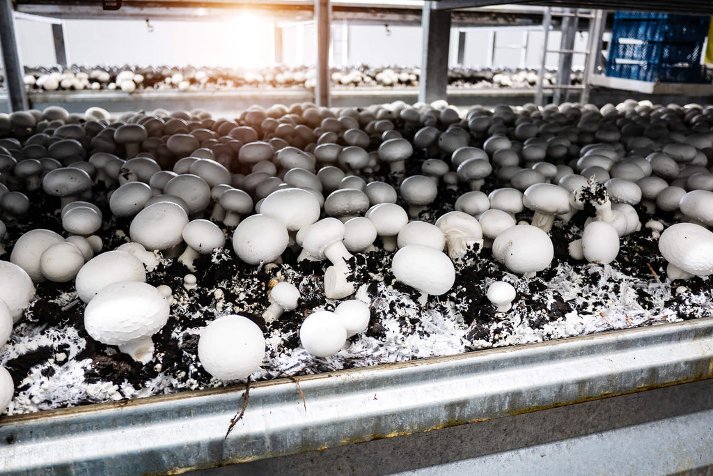 commercial white button mushrooms growing on composted mushroom substrate
