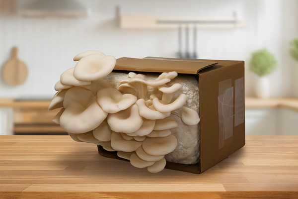 How to Make Mushroom Fruiting Blocks