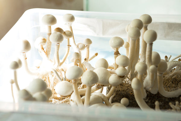 mushroom growing in a mono tub