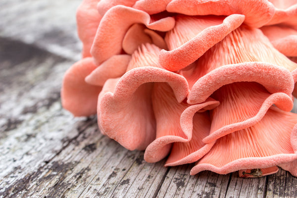 pink oyster mushrooms on a wooden table