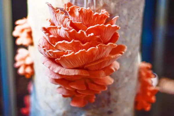 Oyster mushrooms growing from pasteurized straw. 