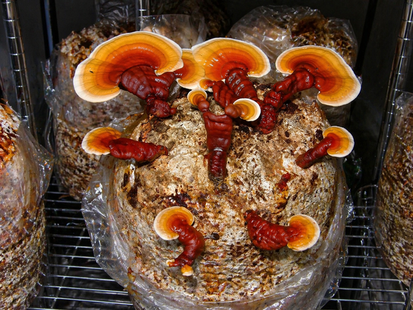reishi mushrooms growing from sawdust mushroom substrate
