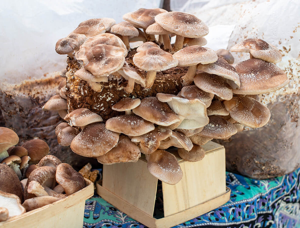 Shiitake mushroom growing on a substrate block in optimal conditions for mushrooms.
