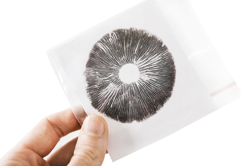 How to Grow Mushrooms from Spores