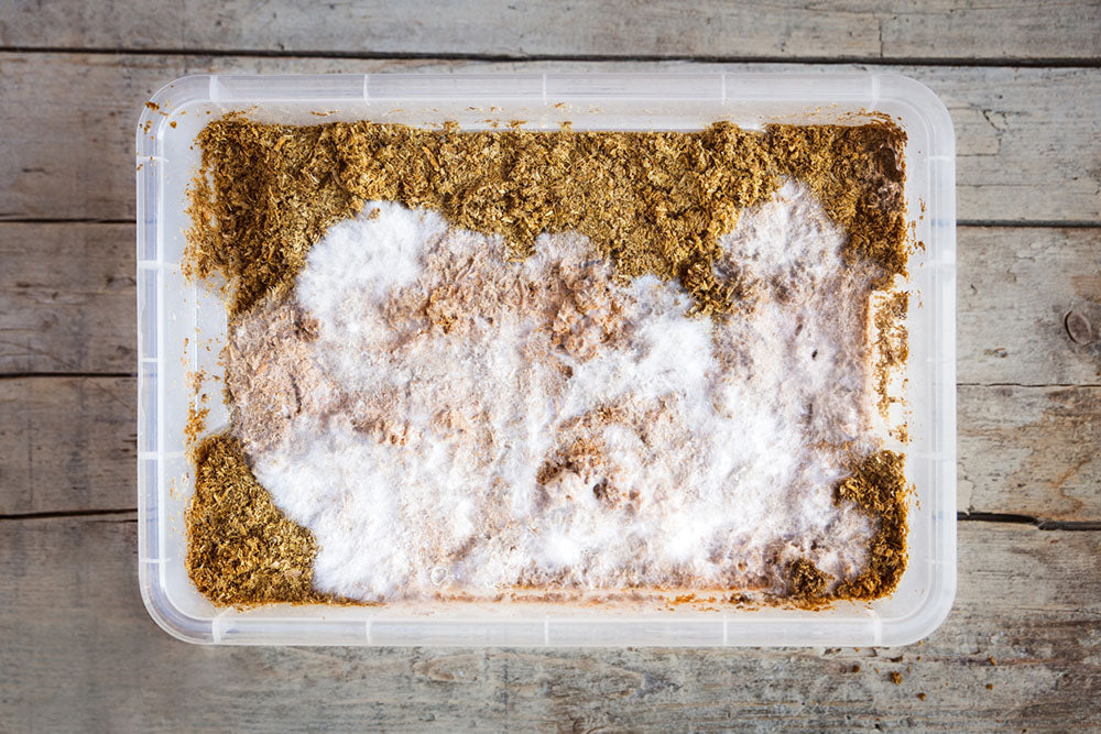 A plastic tray filled with sawdust mushroom substrate and growing white mycelium.