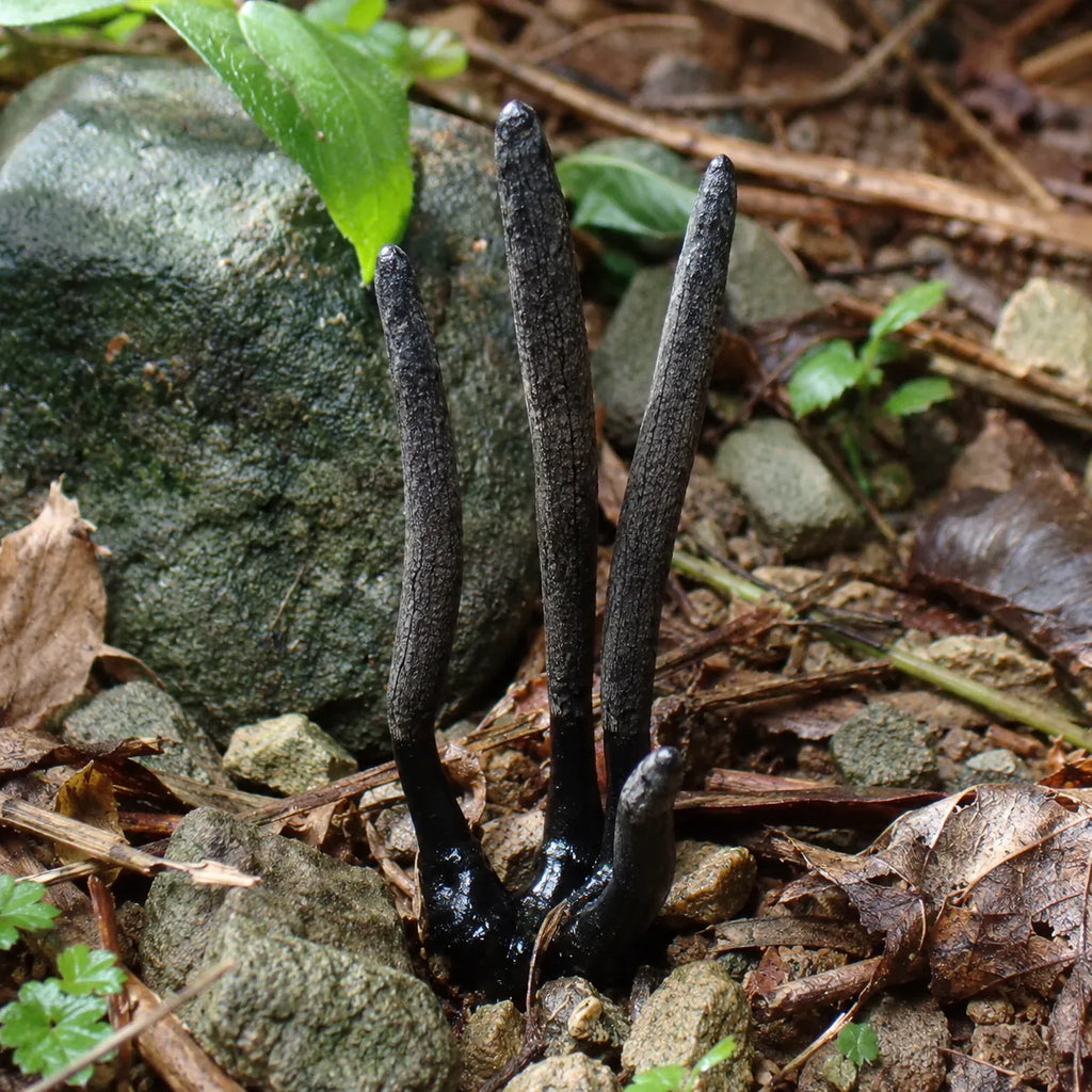 Wulingshen (Xylaria nigripes) Liquid Culture Syringe 