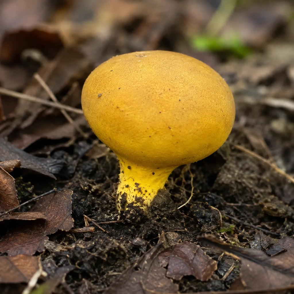 Yellow Earthballs (Scleroderma sinnamariense) Liquid Culture Syringe 