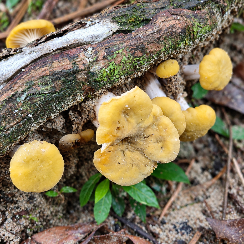 Cantharellus cerinoalbus mushrooms growing in natural habitat