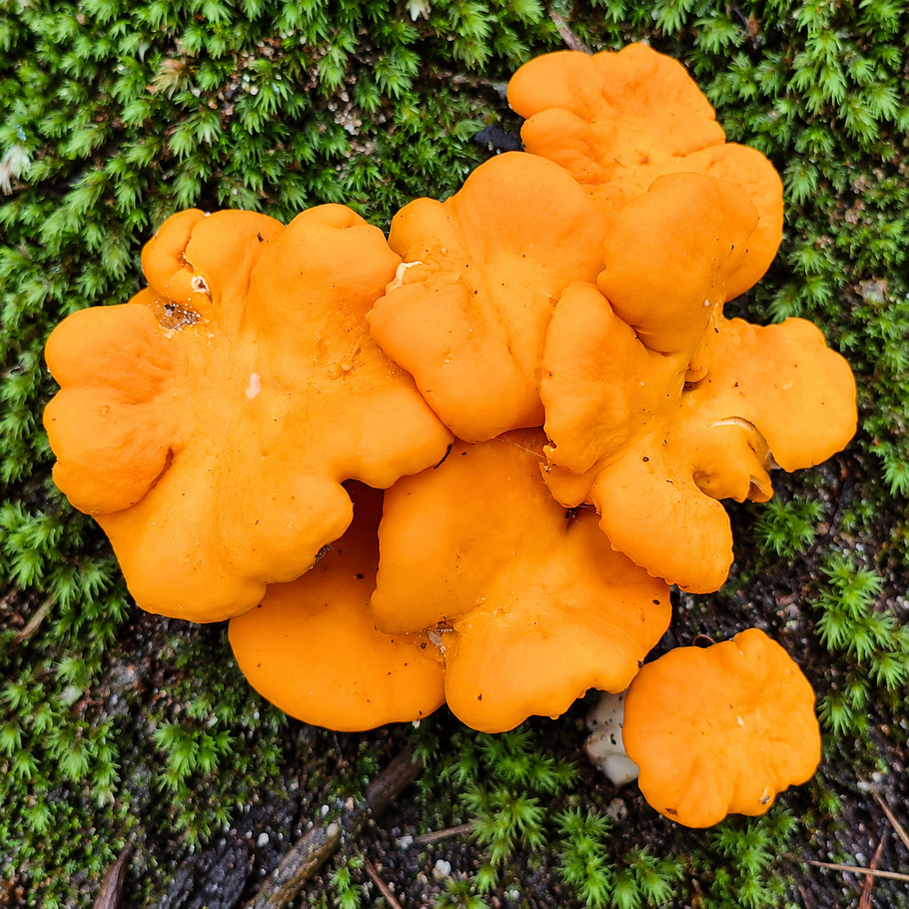 Apricot Chanterelle (Cantharellus cuticulatus) mushrooms growing in natural habitat