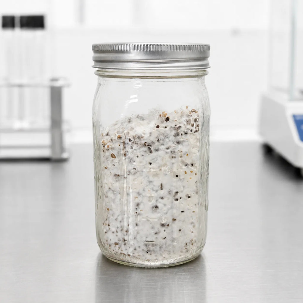 Chestnut mushroom grain spawn in a one quart glass jar, colonized rye grain visible through the glass