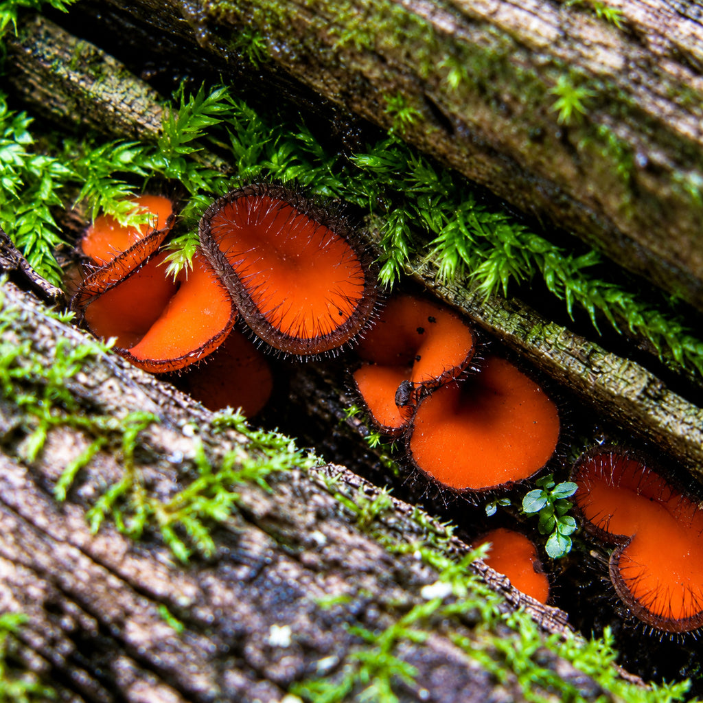 Common Eyelash (Scutellinia scutellata) mushrooms growing in natural habitat