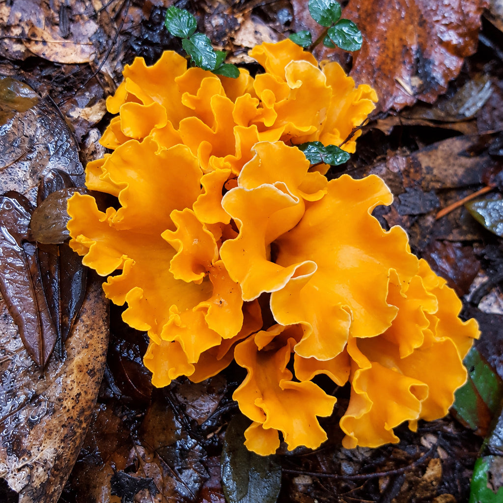 Fragrant Chanterelle (Craterellus odoratus) mushrooms growing in natural habitat