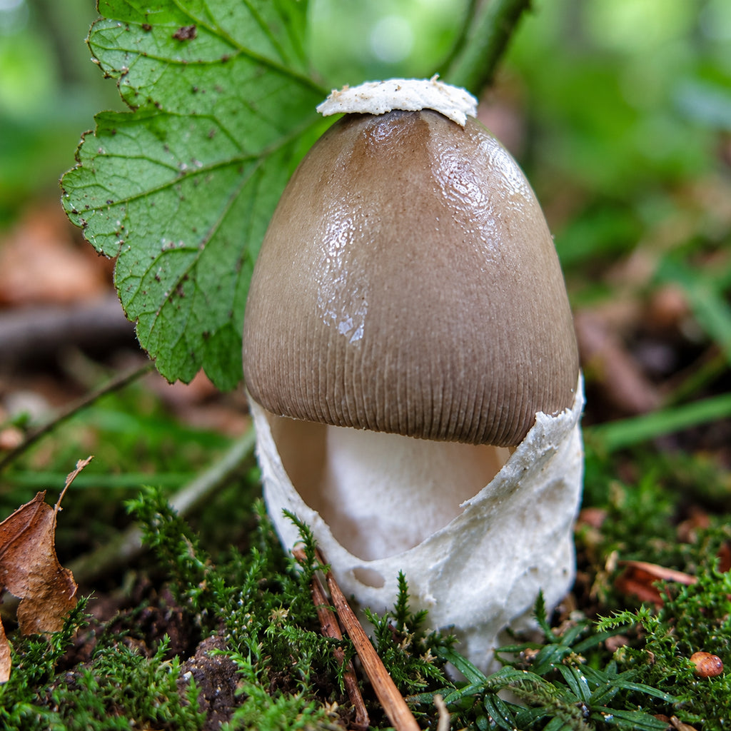 Grisette Mushroom (Amanita vaginata) mushrooms growing in natural habitat