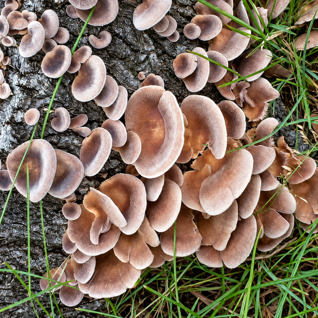 Hairy Oyster Mushroom (Panus lecomtei) mushrooms growing in natural habitat