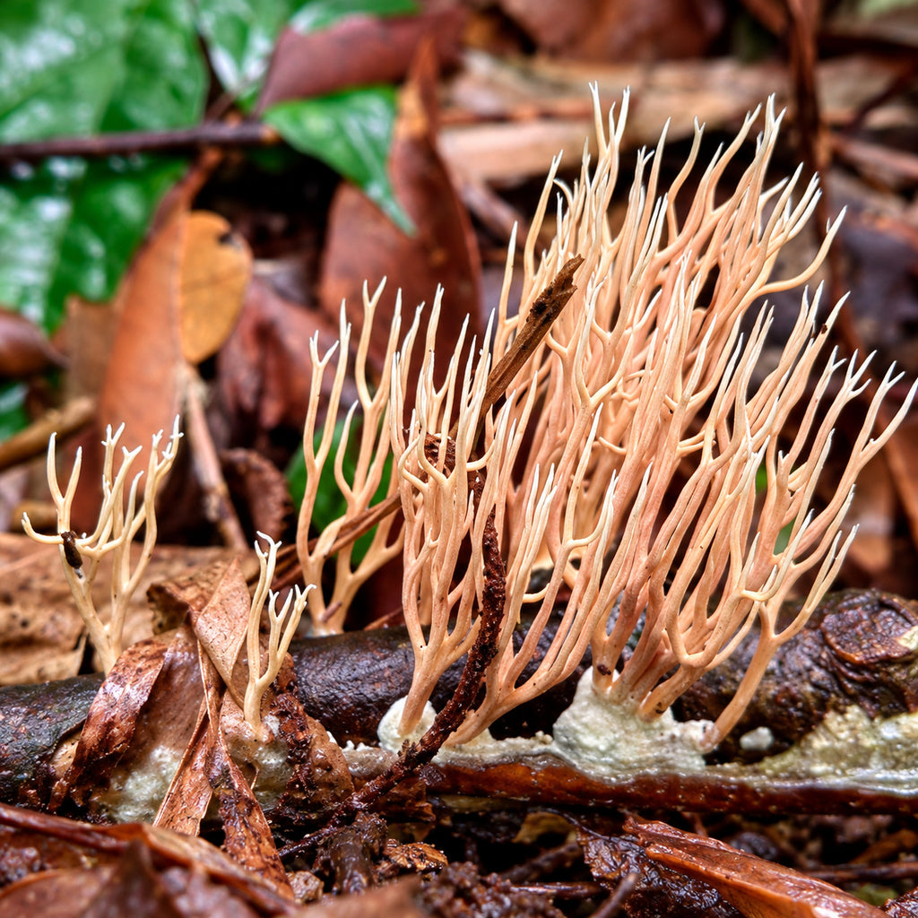 Forked Coral (Lentaria surculus) mushrooms growing in natural habitat