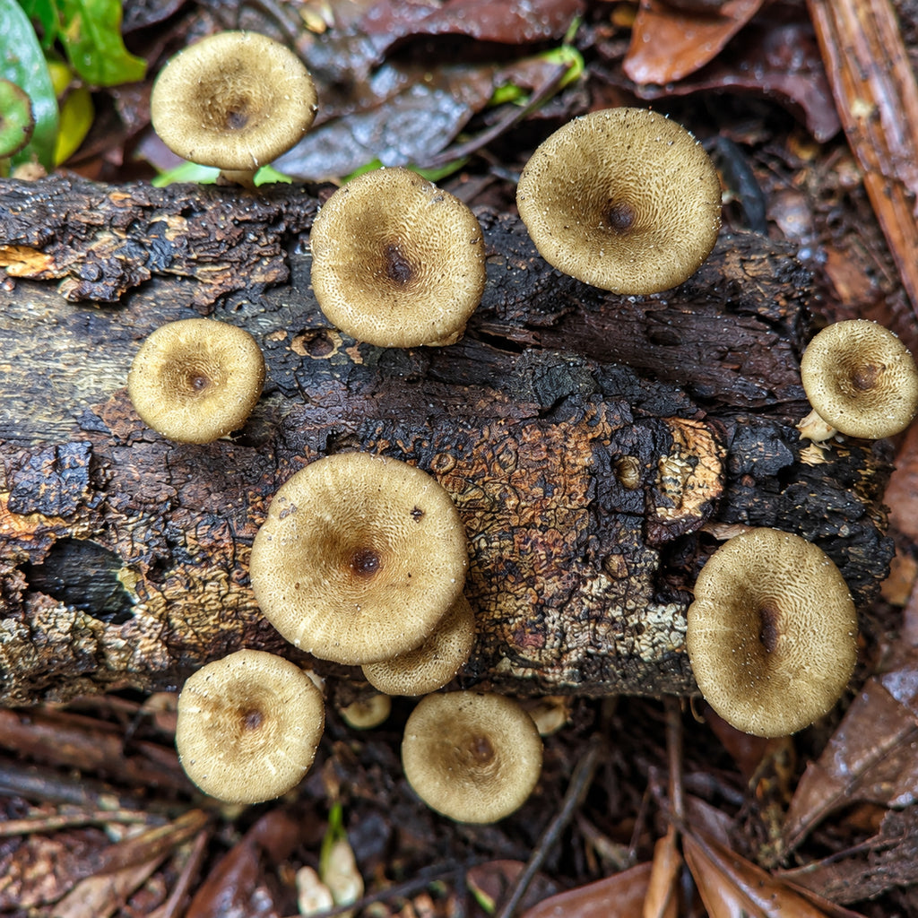 Hed Lom (Lentinus polychrous) mushrooms growing in natural habitat