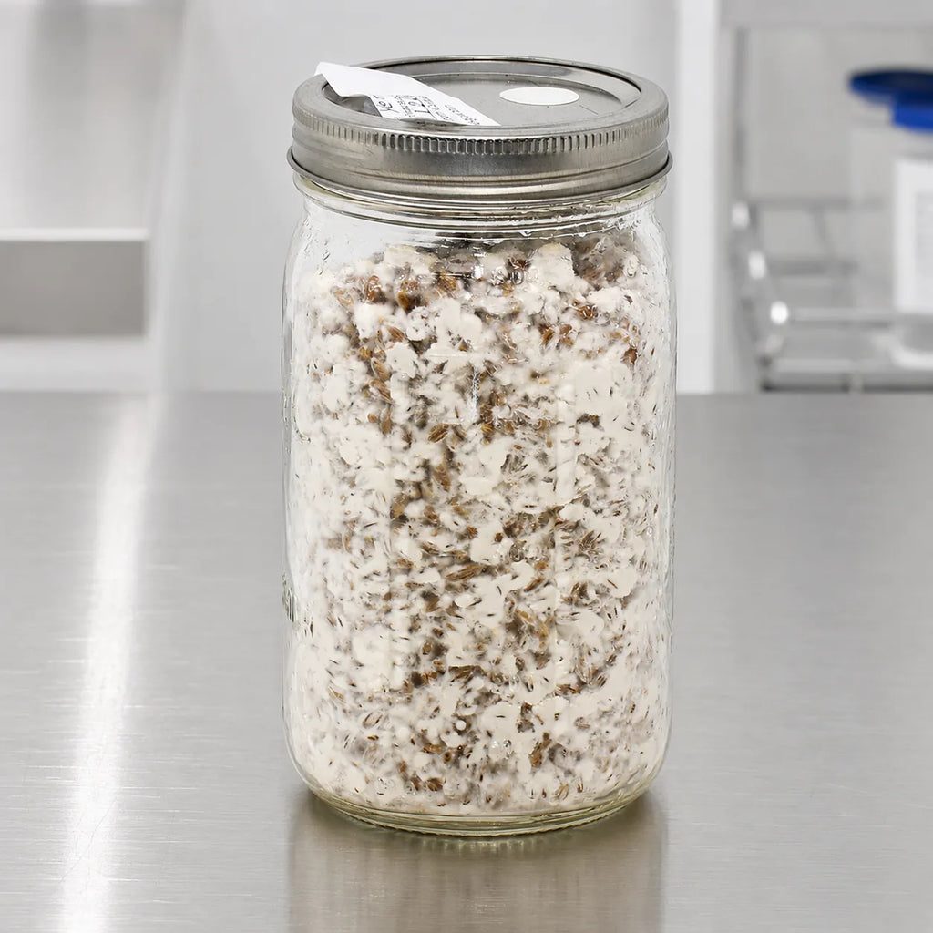 Lion's Mane mushroom grain spawn in a one quart jar, clumpy white mycelium across the colonized grain