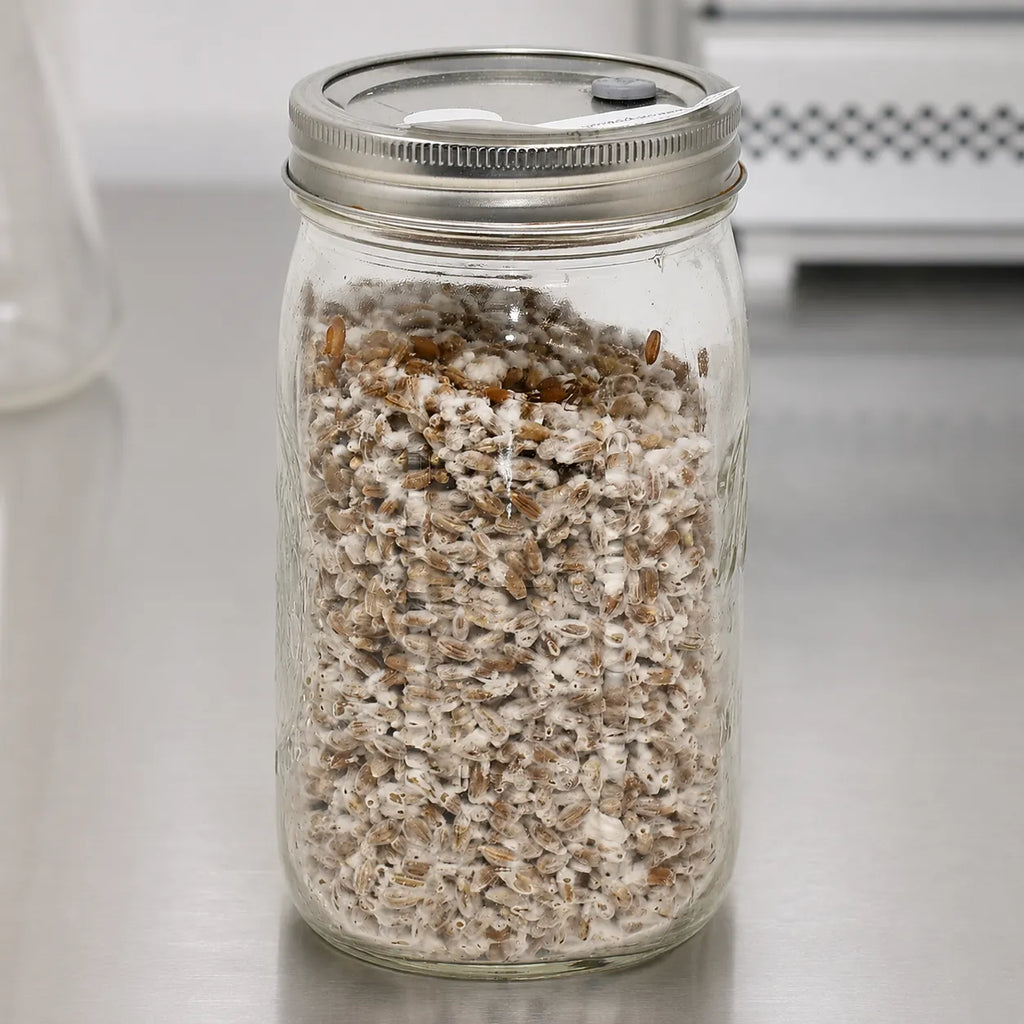 Maitake mushroom grain spawn in a one quart glass jar, tan and white colonized grain on a lab bench