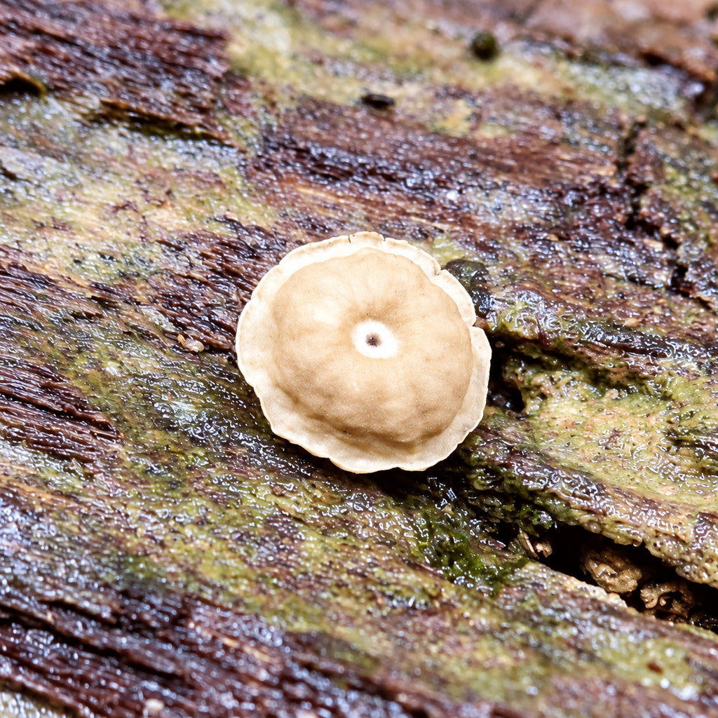Beige Horsehair (Marasmius tubulatus) mushrooms growing in natural habitat