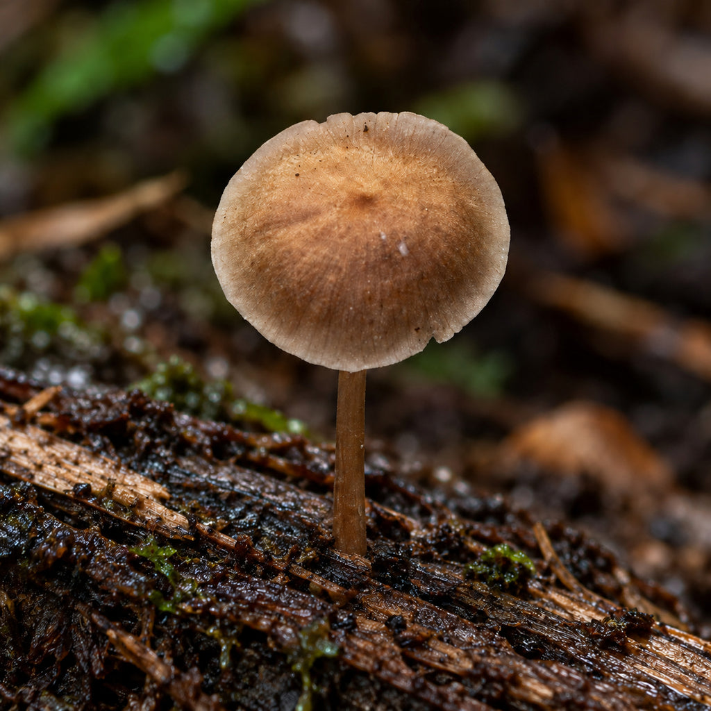 Gombak Bonnet (Mycena gombakensis) mushrooms growing in natural habitat