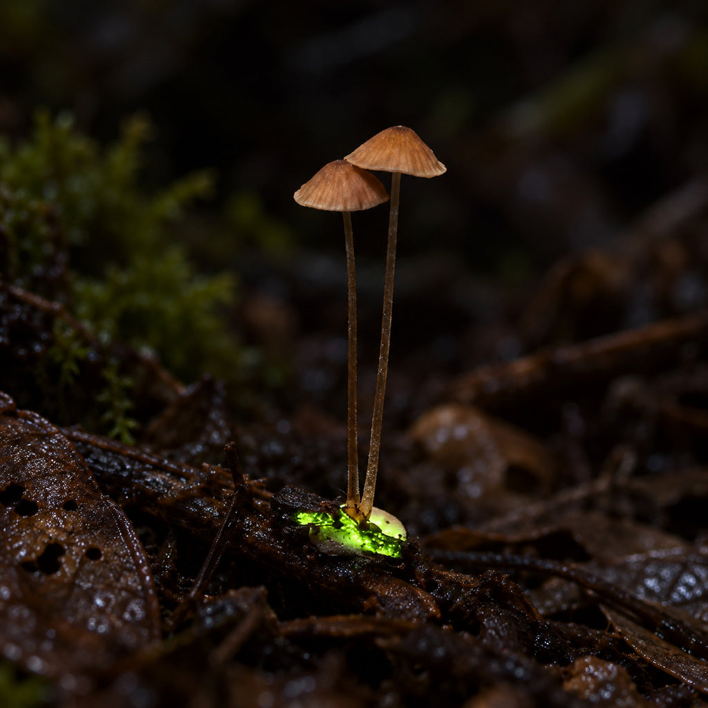 Lugu Bonnet (Mycena luguensis) mushrooms growing in natural habitat