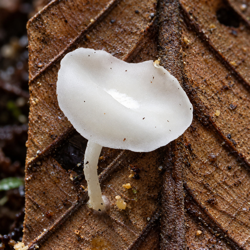 Miracle Bonnet (Mycena myrifica) mushrooms growing in natural habitat