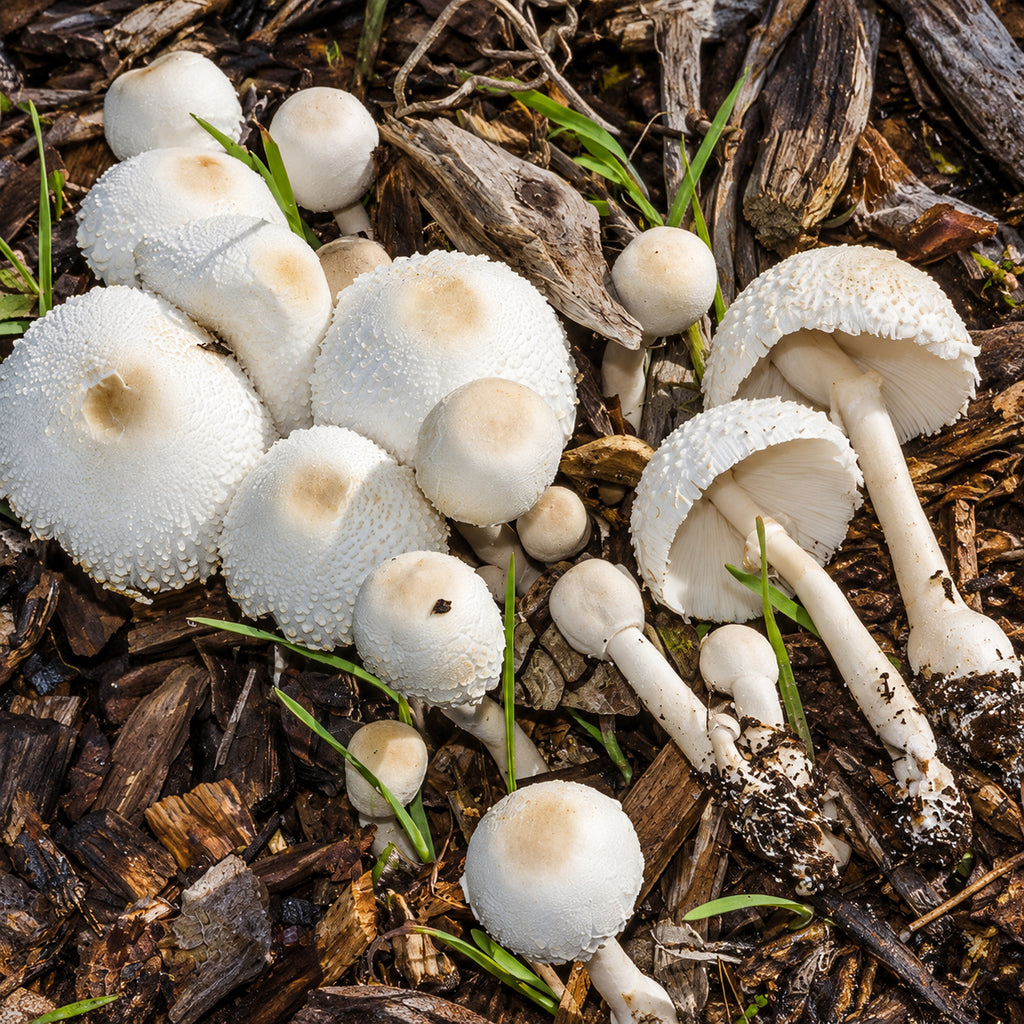Onion-Stalk Parasol (Leucocoprinus cepistipes) mushrooms growing in natural habitat
