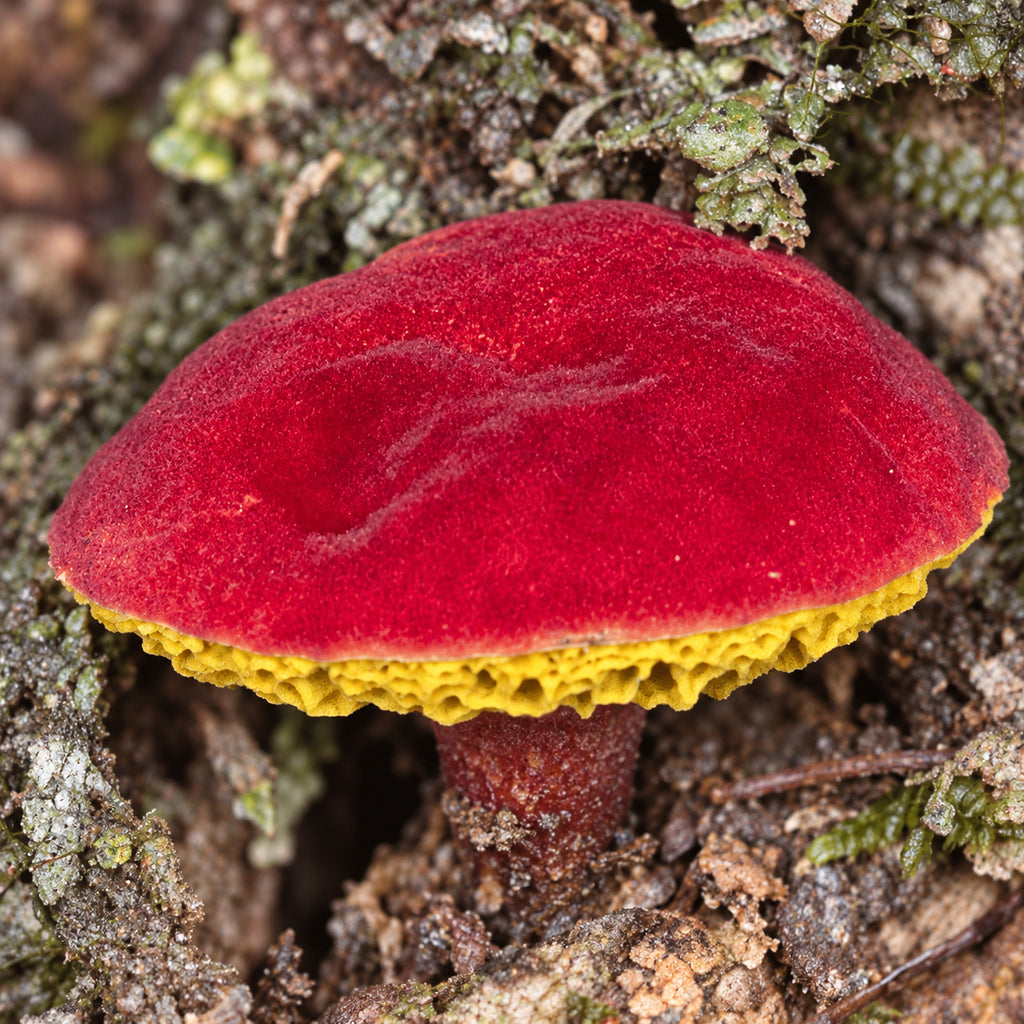 Parvixerocomus pseudoaokii mushrooms growing in natural habitat
