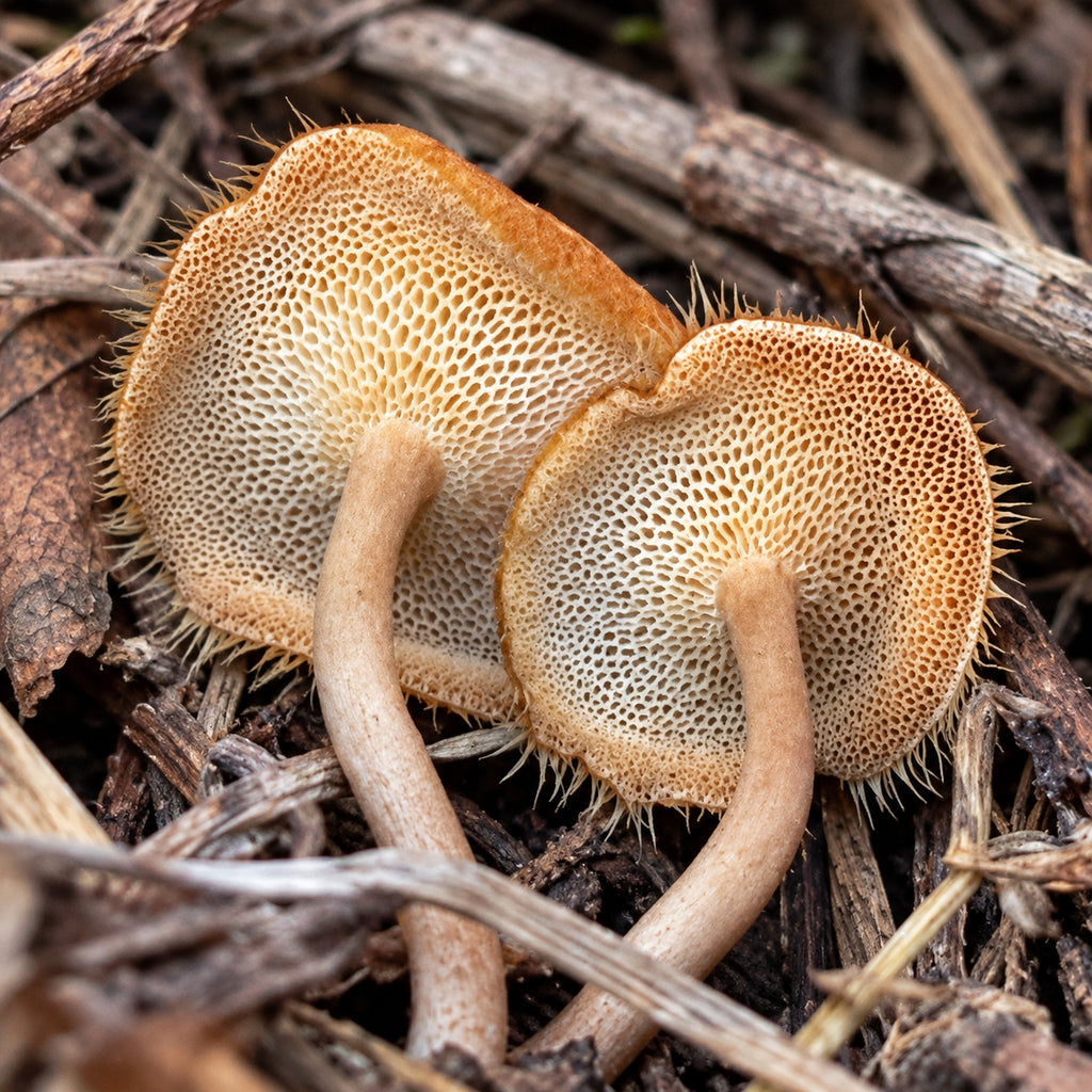 Spring Polypore (Lentinus arcularius) mushrooms growing in natural habitat