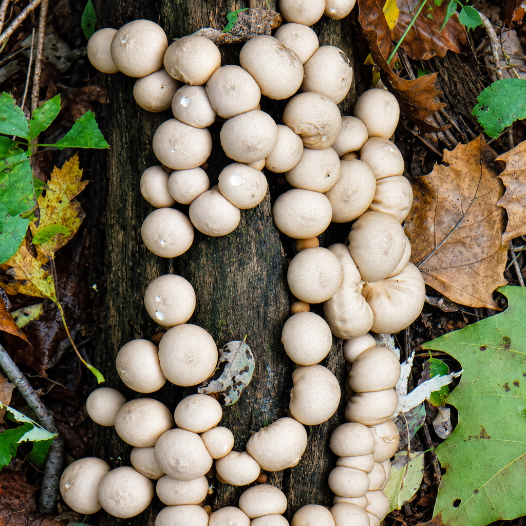 Stump Puffball (Apioperdon sp.) mushrooms growing in natural habitat