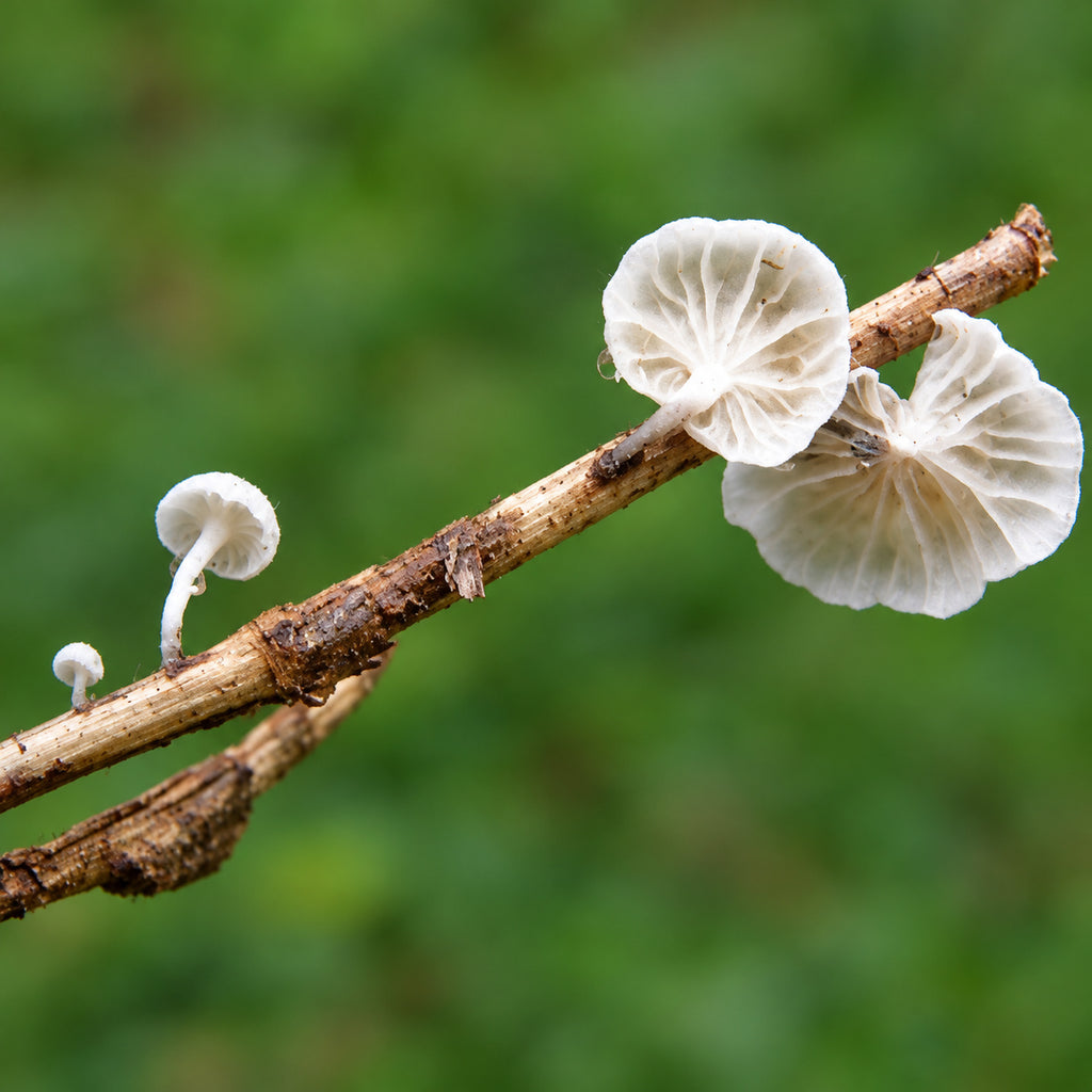 Tetrapyrgos sp. mushrooms growing in natural habitat