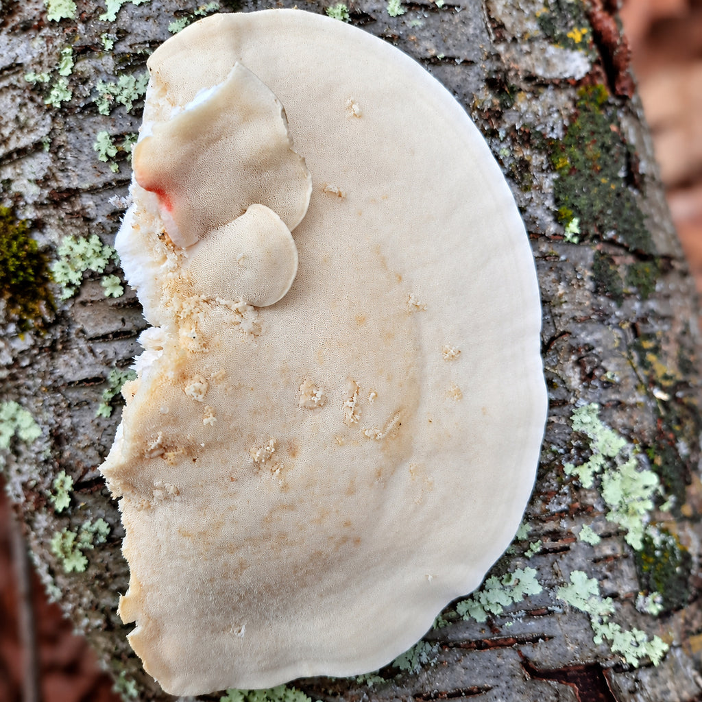 White Cheese Polypore (Tyromyces chioneus) mushrooms growing in natural habitat