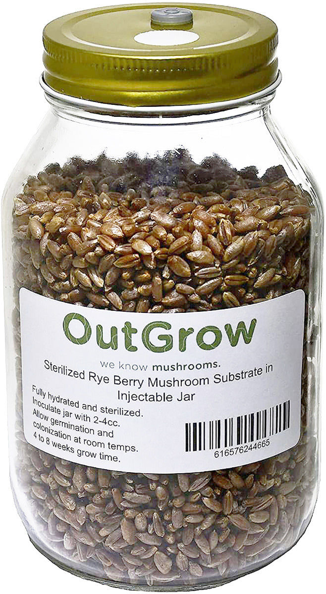 Rye Berry Mushroom Jar – Sterilized 1 Quart