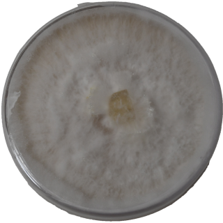 Colonized Agar Plate - Pearl Oyster Mushroom (Pleurotus ostreatus)