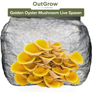 Golden Oyster Mushroom (Pleurotus Citrinopileatus) Live Spawn