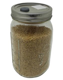 Quart Jar of Sterilized White Millet Mushroom Substrate