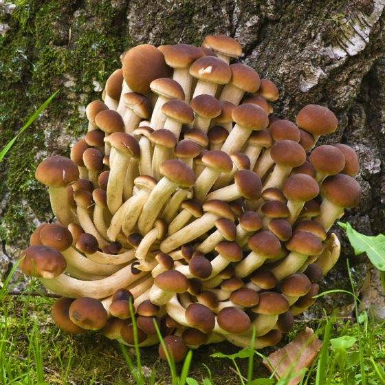 Pioppino, Black Poplar Mushroom (Agrocybe aegerita)