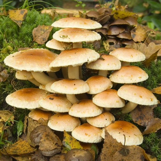 Cinnamon Cap Mushroom (Hypholoma sublateritium)